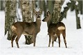  CHEVREUIL
CHEVRETTE
MAMMIFERES
PHOTOGRAPHIE de FAUNE SAUVAGE

Daniel TRINQUECOSTES

Que nature vive
 