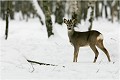  CHEVREUIL
CHEVRETTE
MAMMIFERES
PHOTOGRAPHIE de FAUNE SAUVAGE

Daniel TRINQUECOSTES

Que nature vive
 