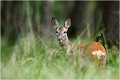 Dans les grandes herbes ... CHEVREUIL
CHEVRETTE
MAMMIFERES
PHOTOGRAPHIE de FAUNE SAUVAGE

Daniel TRINQUECOSTES
Que nature vive
 