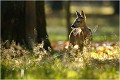  CHEVREUIL
CHEVRETTE
MAMMIFERES
PHOTOGRAPHIE de FAUNE SAUVAGE

Daniel TRINQUECOSTES
Que nature vive
 