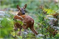 Dans les fougères CHEVREUIL
CHEVRETTE
MAMMIFERES
PHOTOGRAPHIE de FAUNE SAUVAGE

Daniel TRINQUECOSTES
Que nature vive
 