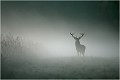 Au lever du jour dans la brume .... CERF 
BRAME du CERF
BRAME

MAMMIFERES
PHOTOGRAPHIE de FAUNE SAUVAGE

Daniel TRINQUECOSTES
Que nature vive
 