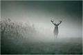  CERF 
BRAME du CERF
BRAME
MAMMIFERES
PHOTOGRAPHIE de FAUNE SAUVAGE

Daniel TRINQUECOSTES
Que nature vive
 