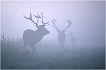 Préludes à la confrontation CERF 
BRAME du CERF
BRAME
MAMMIFERES
PHOTOGRAPHIE de FAUNE SAUVAGE

Daniel TRINQUECOSTES
Que nature vive
 