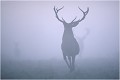  CERF 
BRAME du CERF
BRAME
MAMMIFERES
PHOTOGRAPHIE de FAUNE SAUVAGE

Daniel TRINQUECOSTES
Que nature vive
 