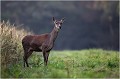  BICHE 
BRAME du CERF
MAMMIFERES
PHOTOGRAPHIE de FAUNE SAUVAGE

Daniel TRINQUECOSTES
Que nature vive
 