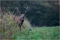 Après la biche ....un cerf Cerf élaphe
Mammifères
Brame du cerf
Photographie de faune sauvage

Daniel TRINQUECOSTES 
Que nature vive 