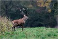 Il s'aventure Cerf élaphe
Mammifères
Brame du cerf
Photographie de faune sauvage

Daniel TRINQUECOSTES 
Que nature vive 