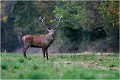 Il observe ....puis s'en ira ..... Cerf élaphe
Mammifères
Brame du cerf
Photographie de faune sauvage

Daniel TRINQUECOSTES 
Que nature vive 