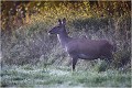 Biche sortant d'un fourré pourtant épais par un passage habituel . Biche
Mammifères
Brame du cerf
Photographie de faune sauvage

Daniel TRINQUECOSTES 
Que nature vive 