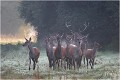 Harde de biches accompagnée du cerf pendant le brame Cerf élaphe
Biches
Harde
Mammifères
Brame du cerf
Photographie de faune sauvage

Daniel TRINQUECOSTES 
Que nature vive 