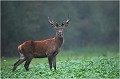 Un jeune cerf tous les sens en éveil ... CERF ELAPHE
Brame du cerf
Mammifères
Photographie de faune sauvage

Daniel TRINQUECOSTES
Que nature vive 