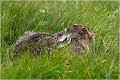 Tout est dans le titre ..... LIEVRE
PHOTOGRAPHIE de LIEVRE
Mammifères
PHOTOGRAPHIE de NATURE et de FAUNE SAUVAGE

Daniel TRINQUECOSTES 
Que nature vive 