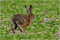 Le départ est fulgurant ........ LIEVRE
PHOTOGRAPHIE de LIEVRE
Mammifères
PHOTOGRAPHIE de NATURE et de FAUNE SAUVAGE

Daniel TRINQUECOSTES 
Que nature vive 