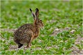 Et la décision de s'arrêter surprenante ! LIEVRE
PHOTOGRAPHIE de LIEVRE
Mammifères
PHOTOGRAPHIE de NATURE et de FAUNE SAUVAGE

Daniel TRINQUECOSTES 
Que nature vive 