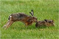 Grand curieux .......! LIEVRE
PHOTOGRAPHIE de LIEVRE
Mammifères
PHOTOGRAPHIE de NATURE et de FAUNE SAUVAGE

Daniel TRINQUECOSTES 
Que nature vive 