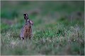 Tôt le matin dans ma prairie à cervidés ....! LIEVRE
MAMMIFERES
Photographie de faune sauvage
Daniel TRINQUECOSTES
Que nature vive 