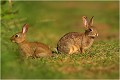  LAPIN de GARENNE
MAMMIFERES
Photographie de faune sauvage

Daniel TRINQUECOSTES

Que nature vive 