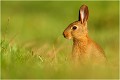 Que le soleil est bon ..... LAPIN de GARENNE
MAMMIFERES
Photographie de faune sauvage

Daniel TRINQUECOSTES

Que nature vive 