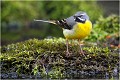 Bergeronnette des ruisseaux. BERGERONNETTE des RUISSEAUX.
OISEAUX
PHOTOGRAPHIE de FAUNE SAUVAGE

Daniel TRINQUECOSTES
QUE NATURE VIVE 