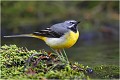 Bergeronnette des ruisseaux. BERGERONNETTE des RUISSEAUX.
OISEAUX
PHOTOGRAPHIE de FAUNE SAUVAGE

Daniel TRINQUECOSTES
QUE NATURE VIVE 