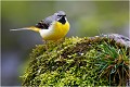 Bergeronnette des ruisseaux. BERGERONNETTE des RUISSEAUX.
OISEAUX
PHOTOGRAPHIE de FAUNE SAUVAGE

Daniel TRINQUECOSTES
QUE NATURE VIVE 