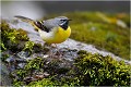 Bergeronnette des ruisseaux BERGERONNETTE des RUISSEAUX.
OISEAUX
PHOTOGRAPHIE de FAUNE SAUVAGE

Daniel TRINQUECOSTES
QUE NATURE VIVE 