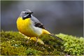 Bergeronnette des ruisseaux BERGERONNETTE des RUISSEAUX.
OISEAUX
PHOTOGRAPHIE de FAUNE SAUVAGE

Daniel TRINQUECOSTES
QUE NATURE VIVE 