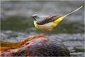 Autre attitude de bergeronnette des ruisseaux sur le même rocher. BERGERONNETTE des RUISSEAUX.
OISEAUX
PHOTOGRAPHIE de FAUNE SAUVAGE

Daniel TRINQUECOSTES
QUE NATURE VIVE 