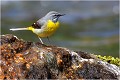 Bergeronnette des ruisseaux BERGERONNETTE des RUISSEAUX.
OISEAUX
PHOTOGRAPHIE de FAUNE SAUVAGE

Daniel TRINQUECOSTES
QUE NATURE VIVE 