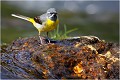 Bergeronnette des ruisseaux BERGERONNETTE des RUISSEAUX.
OISEAUX
PHOTOGRAPHIE de FAUNE SAUVAGE

Daniel TRINQUECOSTES
QUE NATURE VIVE 