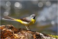 Bergeronnette des ruisseaux BERGERONNETTE des RUISSEAUX.
OISEAUX
PHOTOGRAPHIE de FAUNE SAUVAGE

Daniel TRINQUECOSTES
QUE NATURE VIVE 