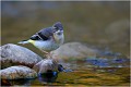 Bergeronnette des ruisseaux juvénile BERGERONNETTE des RUISSEAUX.
OISEAUX
PHOTOGRAPHIE de FAUNE SAUVAGE

Daniel TRINQUECOSTES
QUE NATURE VIVE 