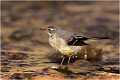 Bergeronnette des ruisseaux BERGERONNETTE des RUISSEAUX.
OISEAUX
PHOTOGRAPHIE de FAUNE SAUVAGE

Daniel TRINQUECOSTES
QUE NATURE VIVE 