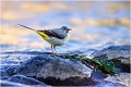 Bergeronnette des ruisseaux. BERGERONNETTE des RUISSEAUX.
OISEAUX
PHOTOGRAPHIE de FAUNE SAUVAGE

Daniel TRINQUECOSTES
QUE NATURE VIVE 