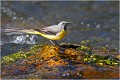 Bergeronnette des ruisseaux BERGERONNETTE des RUISSEAUX.
OISEAUX
PHOTOGRAPHIE de FAUNE SAUVAGE

Daniel TRINQUECOSTES
QUE NATURE VIVE 