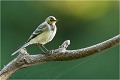 Juvénile de bergeronnette des ruisseaux mâle. BERGERONNETTE des RUISSEAUX
OISEAUX
PHOTOGRAPHIE de FAUNE SAUVAGe

Daniel TRINQUECOSTES
Quue nature vive
 