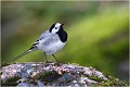 Bergeronnette grise.Celle ci comme celles qui suivent , a été photographiée dans le même contexte que les bergeronnettes des ruisseaux. BERGERONNETTE GRISE
OISEAUX
PHOTOGRAPHIE de FAUNE SAUVAGe

Daniel TRINQUECOSTES
Quue nature vive
 