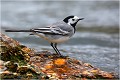 Bergeronnette grise. BERGERONNETTE GRISE
OISEAUX
PHOTOGRAPHIE de FAUNE SAUVAGe

Daniel TRINQUECOSTES
Quue nature vive
 
