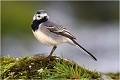 Bergeronnette grise. BERGERONNETTE GRISE
OISEAUX
PHOTOGRAPHIE de FAUNE SAUVAGe

Daniel TRINQUECOSTES
Quue nature vive
 