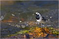 Bergeronnette grise en plein soleil au milieu du torrent, guettant les insectes émergeants. BERGERONNETTE GRISE
OISEAUX
PHOTOGRAPHIE de FAUNE SAUVAGe

Daniel TRINQUECOSTES
Quue nature vive
 