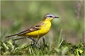 Bergeronnette printanière. Tout comme la bergeronnettre grise , elle n'est pas particulièrement dépendante de l'eau mais on la rencontre souvent dans les prairies humides prés des lacs, étangs et cours d'eau. BERGERONNETTE PRINTANIERE
OISEAUX
PHOTOGRAPHIE de FAUNE SAUVAGe

Daniel TRINQUECOSTES
Quue nature vive
 