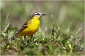 Bergeronnette printanière. BERGERONNETTE PRINTANIERE
OISEAUX
PHOTOGRAPHIE de FAUNE SAUVAGe

Daniel TRINQUECOSTES
Quue nature vive
 