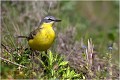 Bergeronnette printanière BERGERONNETTE PRINTANIERE
OISEAUX
PHOTOGRAPHIE de FAUNE SAUVAGE

Daniel TRINQUECOSTES
Quue nature vive
 