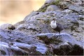 Cincle plongeur CINCLE PLONGEUR
OISEAU
photographie  nature et faune sauvage
Daniel TRINQUECOSTES
que-nature-vive
 