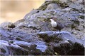 Cincle plongeur CINCLE PLONGEUR
OISEAU
photographie  nature et faune sauvage
Daniel TRINQUECOSTES
que-nature-vive
 