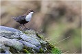 Cincle plongeur CINCLE PLONGEUR
OISEAU
photographie  nature et faune sauvage
Daniel TRINQUECOSTES
que-nature-vive
 