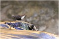 Cincle au sommet de la cascade , l'eau reflétant les rayons du soleil. CINCLE PLONGEUR
OISEAU
photographie  nature et faune sauvage
Daniel TRINQUECOSTES
que-nature-vive
 