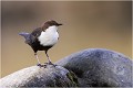 L'une de mes premières photos de l'oiseau un peu plus proche de mon affût ! CINCLE PLONGEUR
OISEAU
photographie  nature et faune sauvage
Daniel TRINQUECOSTES
que-nature-vive
 