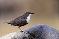 Le même de profil CINCLE PLONGEUR
OISEAU
photographie  nature et faune sauvage
Daniel TRINQUECOSTES
que-nature-vive
 